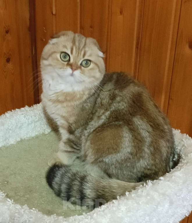Кошки в Москве: Зеленоглазый золотой мраморный котик Мальчик, 25 000 руб. - фото 1