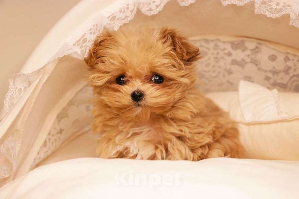 Собаки в Москве: Мальтипу микро девочка  Девочка, 190 000 руб. - фото 4