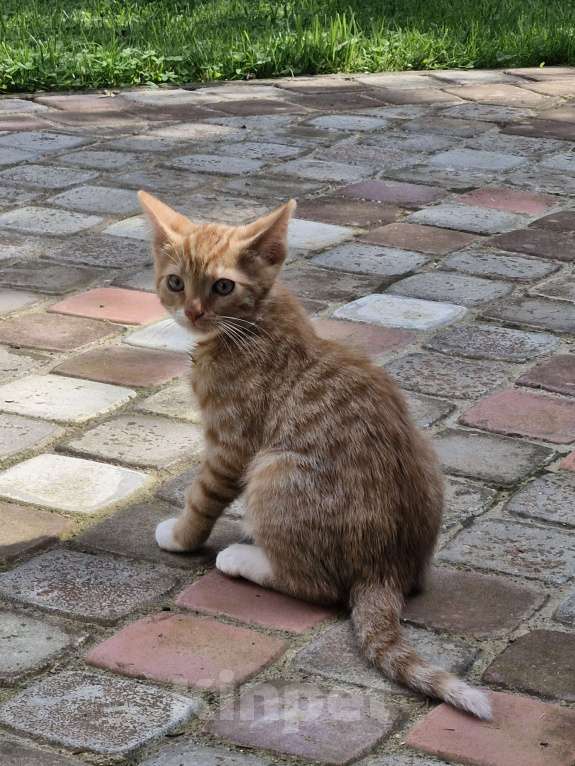 Кошки в других городах Ленинградской области: Брюс Мальчик, Бесплатно - фото 3