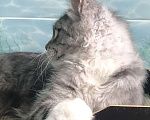 Кошки в Волгограде: Серебряный мачо в брид Мальчик, 70 000 руб. - фото 4