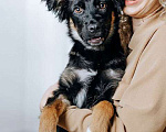 Собаки в Москве: Барни, милый, ласковый, мегаобаятельный щеночек в добрые руки Мальчик, Бесплатно - фото 2