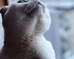 Кошки в Набережных Челнах: Вязка, 1 500 руб. - фото 1