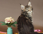 Кошки в Юрьеве-Польском: Мейн-кун мраморная кошка Девочка, 30 000 руб. - фото 2