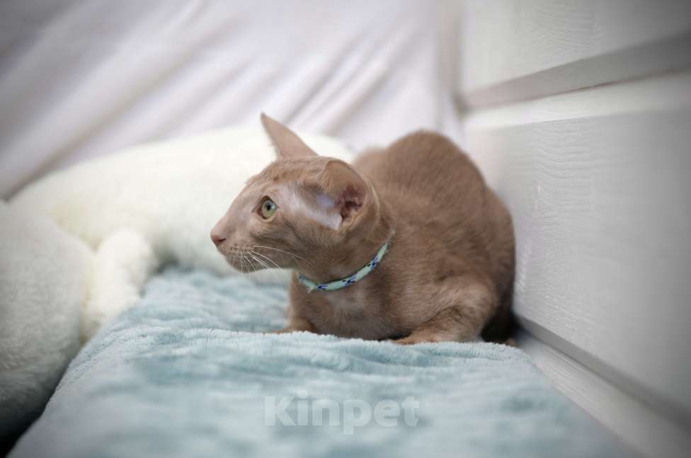 Кошки в Санкт-Петербурге: Ориентальные котята с документами  Девочка, 70 000 руб. - фото 8