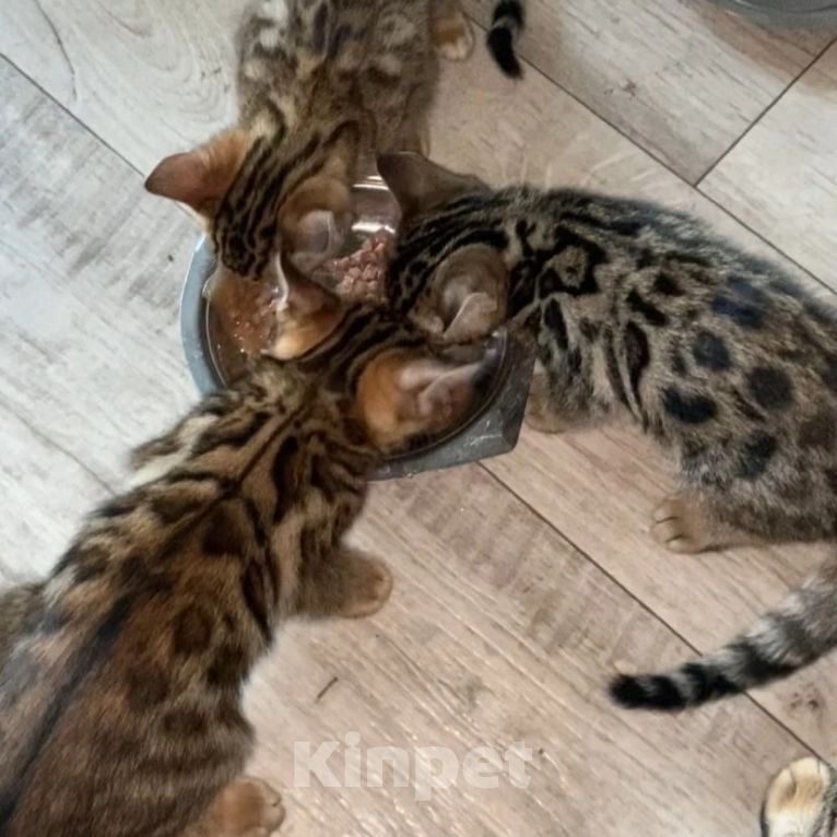 Кошки в Москве: Бенгальские котятки Девочка, 15 000 руб. - фото 3