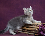 Кошки в Барнауле: Шотландский котик-страйт Юстас🤍 Мальчик, Бесплатно - фото 4