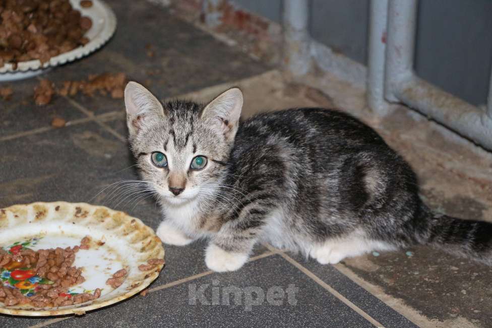 Кошки в Санкт-Петербурге: Котенок ищет дом или передержку Мальчик, Бесплатно - фото 2