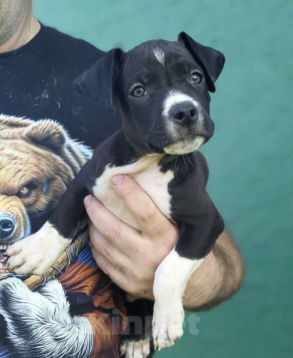 Собаки в Пушкино: щенок ам. стафф Мальчик, 120 000 руб. - фото 2