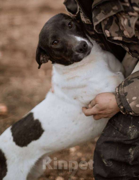 Собаки в Москве: Для него человек - Вселенная. Человекоориентированный Дерби Мальчик, Бесплатно - фото 4