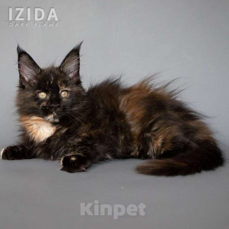 Кошки в других городах Воронежской области: Izida Dark Flame Девочка, 50 000 руб. - фото 2