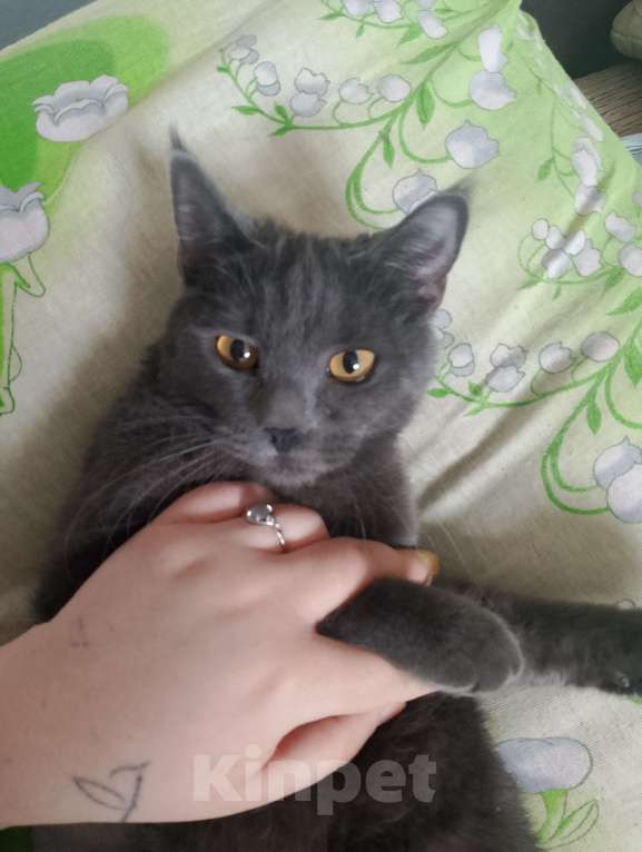 Кошки в Орле: Кошка Девочка, 5 000 руб. - фото 4