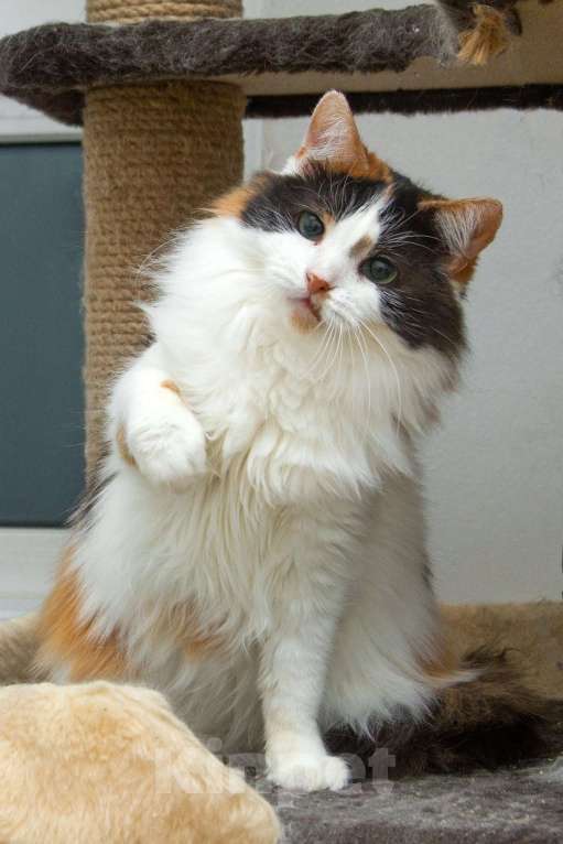 Кошки в Москве: Трехцветная пушистая спокойная кошка-куколка Африка в дар Девочка, 1 руб. - фото 2