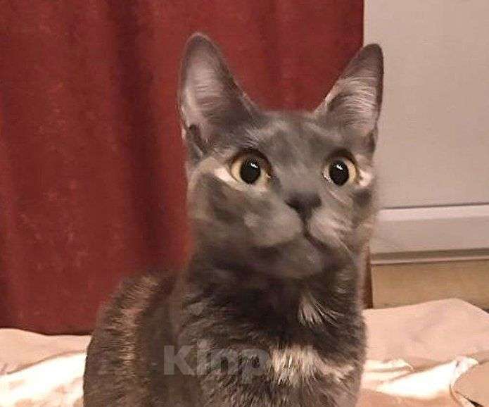 Кошки в Москве: Удивительная кошка египтянка! Девочка, 100 руб. - фото 1