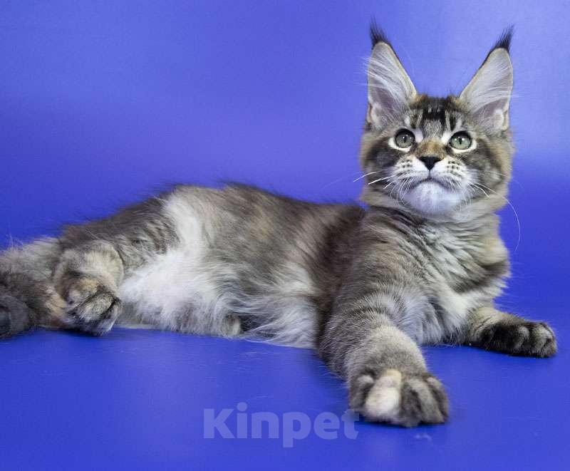 Кошки в Москве: Котенок Мейн Кун Девочка, Бесплатно - фото 4