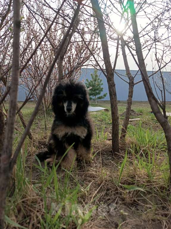 Собаки в Красноярске: Продаю щенка пуделя Девочка, 60 000 руб. - фото 4