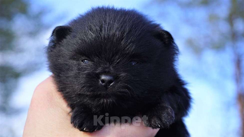 Собаки в Архангельске: щенки шпица Мальчик, Бесплатно - фото 4