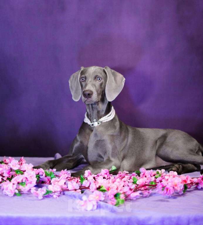 Собаки в Москве: Шикарная девочка веймаранера ( веймарская легавая )  Девочка, Бесплатно - фото 5