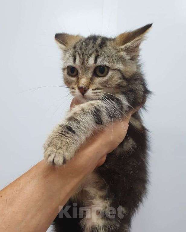 Кошки в Москве: Котенок девочка метис бенгала в добрые руки! Девочка, Бесплатно - фото 3