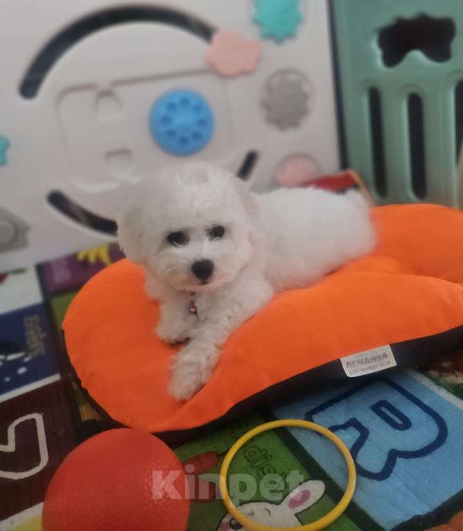 Собаки в Волжском: Алиссия Девочка, 150 000 руб. - фото 3