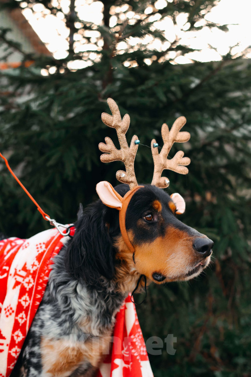 Собаки в Москве: Бархан Мальчик, Бесплатно - фото 1