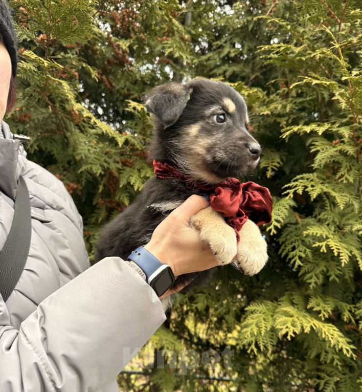 Собаки в Москве: Нежная Пуговка 2 мес в дар! Подарите дом ребенку на Новый Год! Девочка, Бесплатно - фото 4
