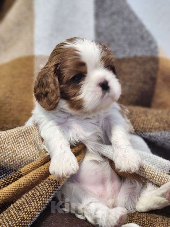 Собаки в Анапе: Розовая лента  Девочка, 110 000 руб. - фото 9