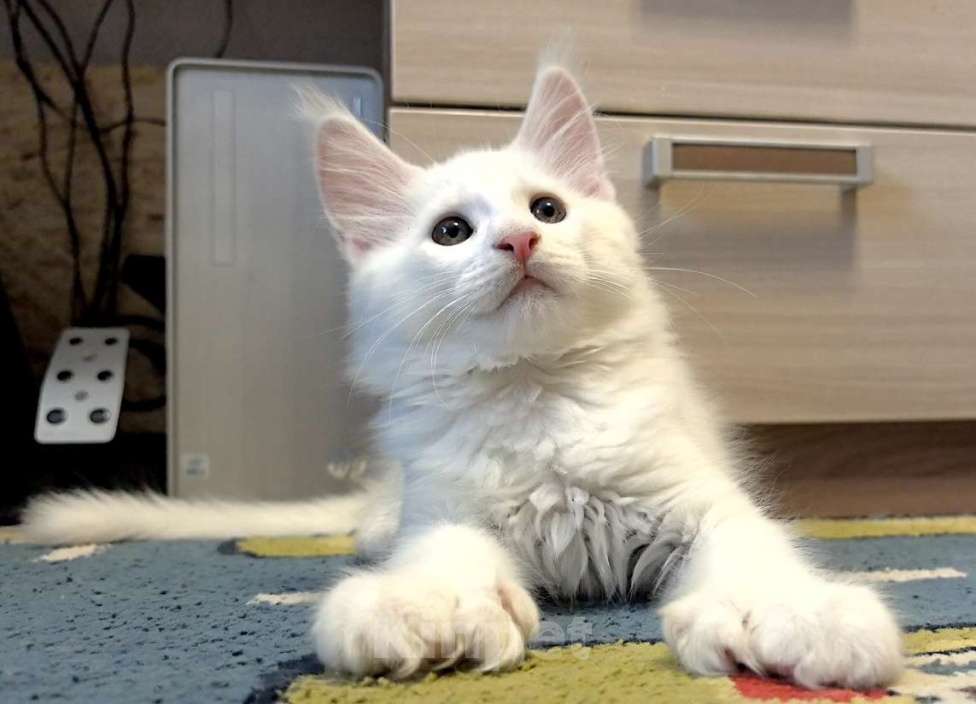 Кошки в Новосибирске: Полидакт мейй-кун белый Мальчик, 80 000 руб. - фото 5