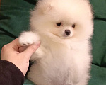 Собаки в Москве: Померанский шпиц, кремовая мини девочка Девочка, 27 000 руб. - фото 4