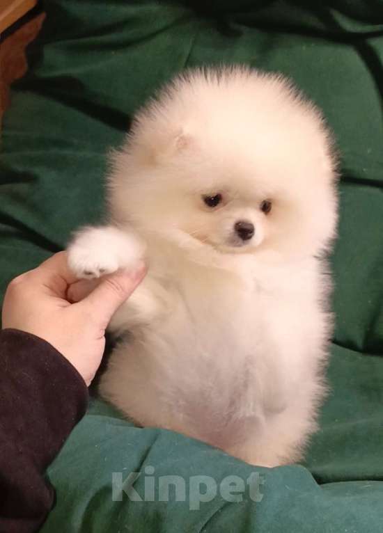 Собаки в Москве: Померанский шпиц, кремовая мини девочка Девочка, 27 000 руб. - фото 4