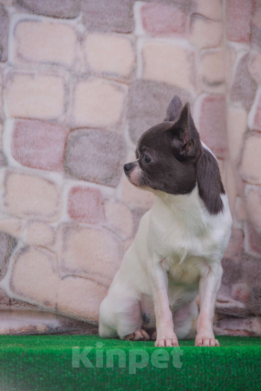 Собаки в Москве: Девочка в горошек Девочка, 35 000 руб. - фото 6