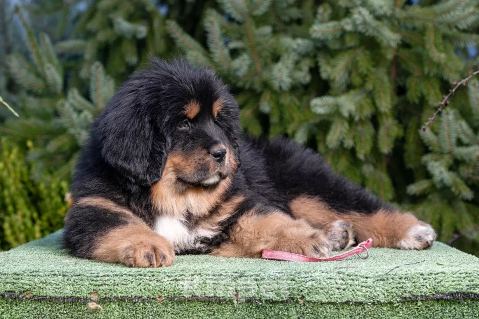 Собаки в Москве: Щенки тибетского мастифа  Мальчик, 80 000 руб. - фото 5