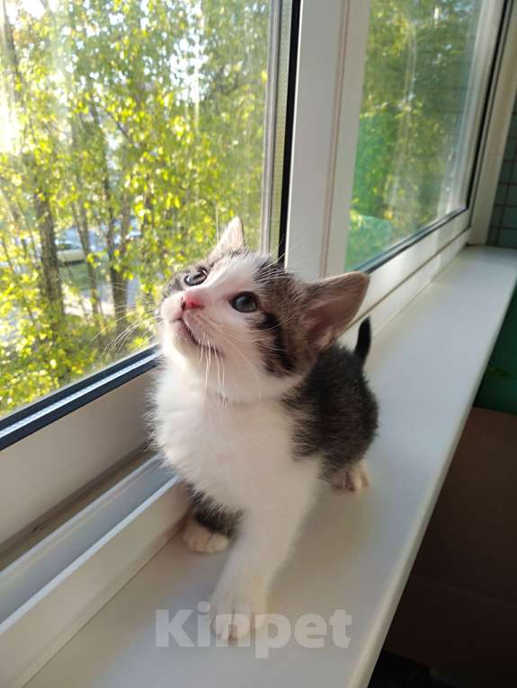 Кошки в Санкт-Петербурге: Котенок девочка Девочка, Бесплатно - фото 1