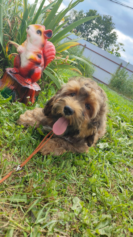Собаки в Москве: Мальчик Бишон Хаванез  Мальчик, 75 000 руб. - фото 3