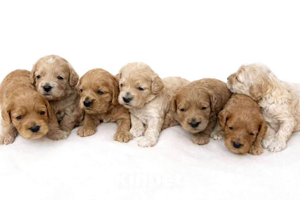 Собаки в Омске: Кокапу Мальчик, 45 000 руб. - фото 1