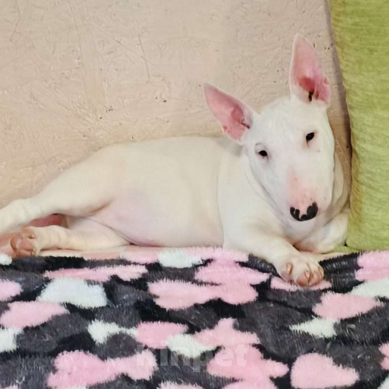 Собаки в Санкт-Петербурге: Щенок 4 мес. девочка Девочка, 60 000 руб. - фото 5