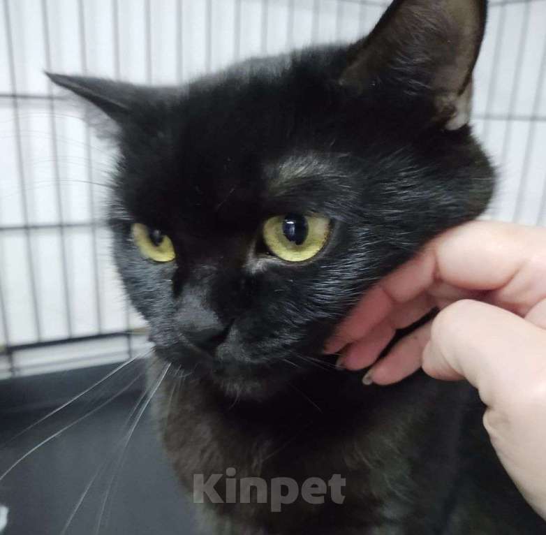 Кошки в Москве: Ласковая кошечка Виска Девочка, Бесплатно - фото 3