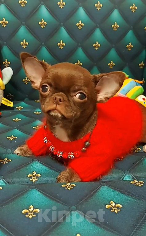 Собаки в Новосибирске: Мальчик Чихуахуа  Мальчик, Бесплатно - фото 2