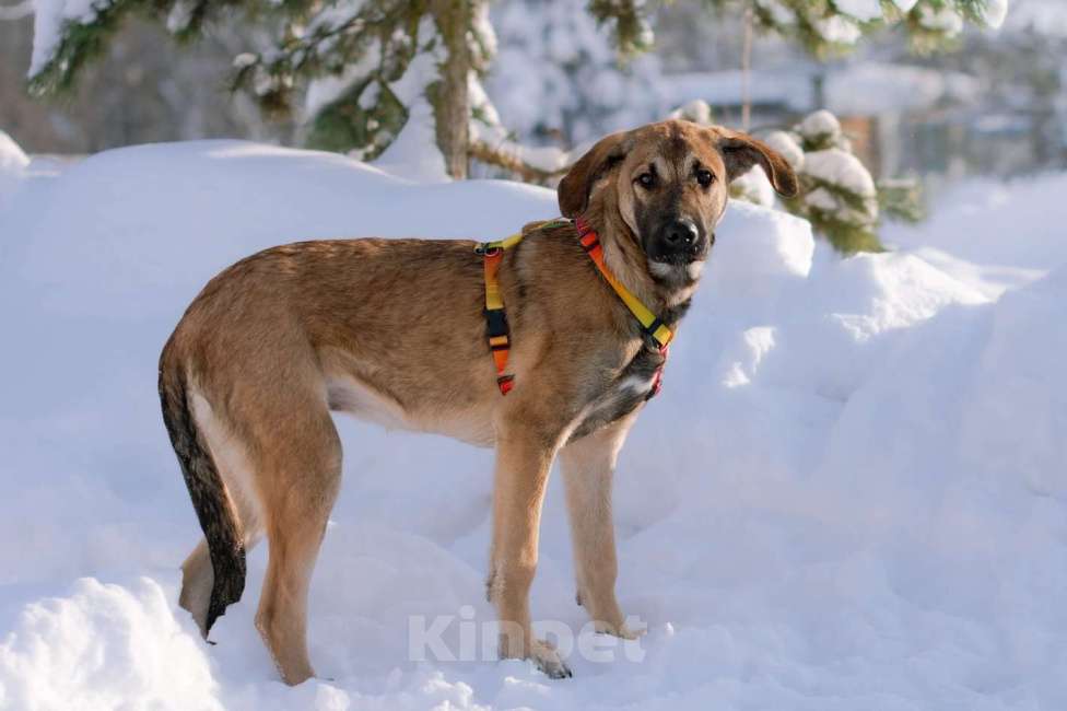 Собаки в Москве: Нежная и трепетная девочка Дина очень ждет свою маму Девочка, Бесплатно - фото 1