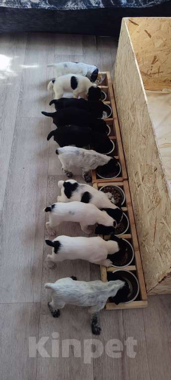 Собаки в Ельце: Продажа русского охотничего спаниеля Девочка, 35 000 руб. - фото 2