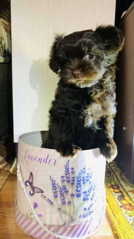 Собаки в Грязи: Щенок мальтипу-шпиц Девочка, 40 000 руб. - фото 2