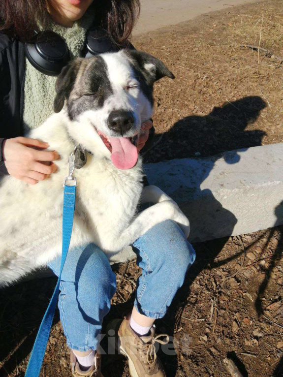 Собаки в Москве: Добрейший Поттер в Хорошие ручки! Мальчик, Бесплатно - фото 5