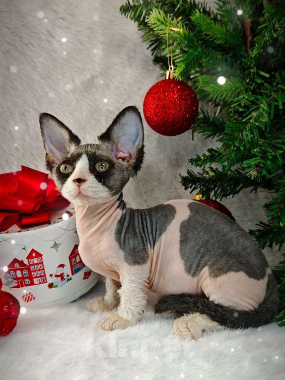 Кошки в Екатеринбурге: Канадский сфинкс котенок двэльф  Мальчик, 60 000 руб. - фото 1