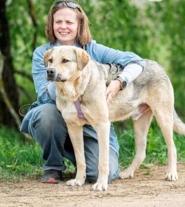 Собаки в Москве: Крендель из приюта ждет семью Мальчик, Бесплатно - фото 2