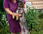 Собаки в Троицке: В добрые руки Девочка, Бесплатно - фото 7