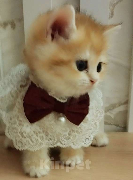 Кошки в Краснодаре: Золотая британская девочка в окрасе ny 25  Девочка, Бесплатно - фото 4