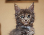 Кошки в Москве: Котенок мейн-кун Девочка, 55 000 руб. - фото 1