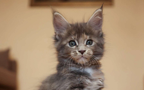 Котенок мейн-кун