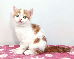 Кошки в Москве: Красный арлекин- девочка, прямоухая шотландка Девочка, Бесплатно - фото 2