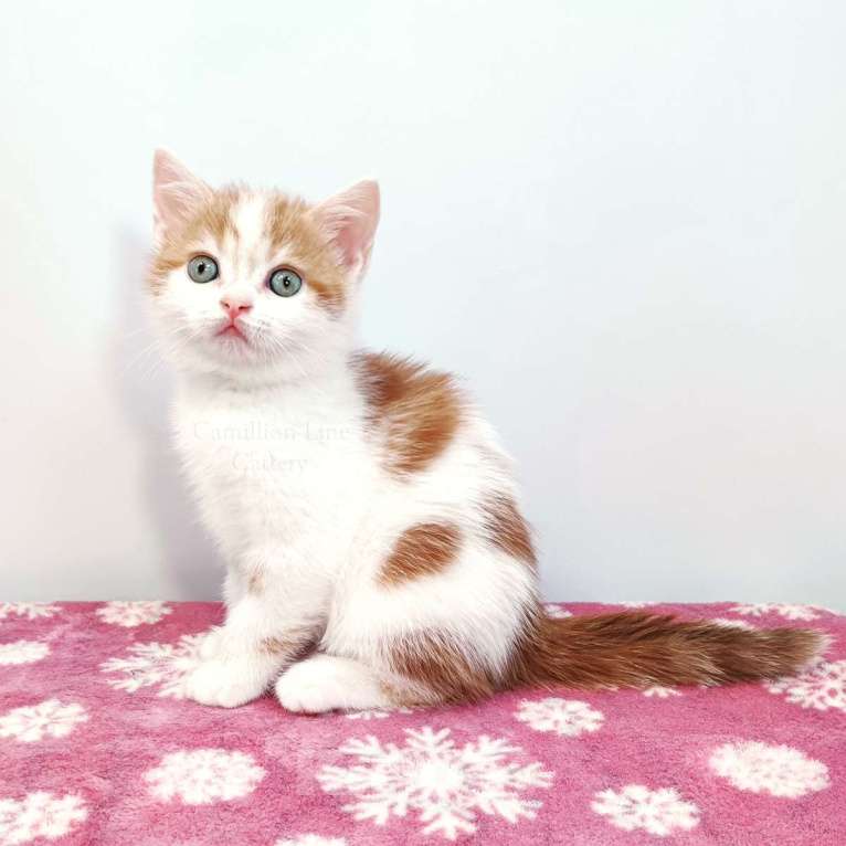 Кошки в Москве: Красный арлекин- девочка, прямоухая шотландка Девочка, Бесплатно - фото 2