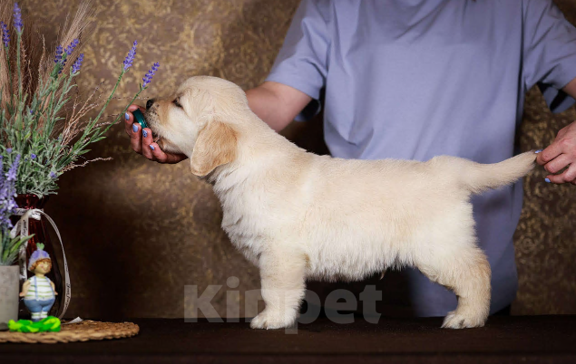 Собаки в Москве: Золотистого ретривера щенки Мальчик, 90 000 руб. - фото 3